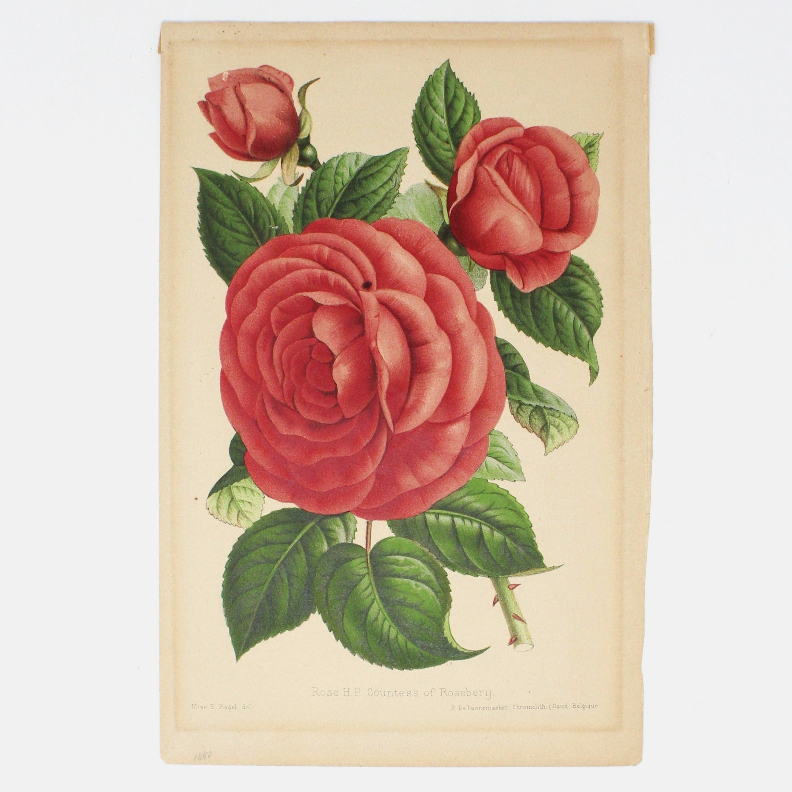 Print, Chromolithograph Botanical Print, Rose HP Countess of Rosebery ...