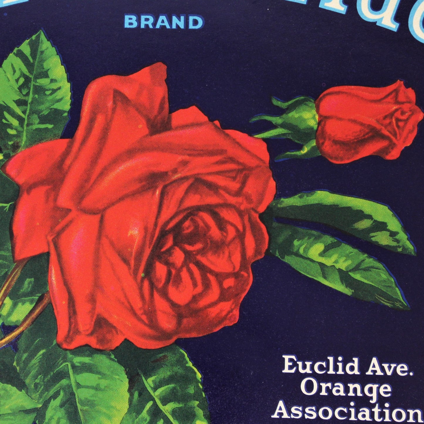 Crate Label, Upland Pride, Red Rose, Orange Assoc., CA, NOS, Vintage, 1940